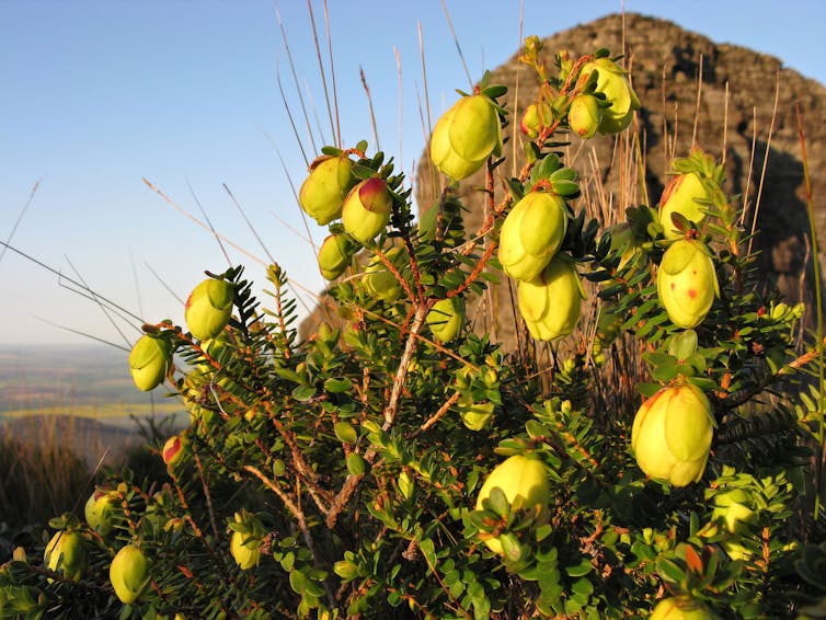 After last summer's fires, the bell tolls for Australia’s endangered mountain bells