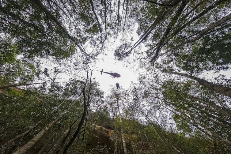 Backyard gardeners around the world are helping to save Australia's deeply ancient Wollemi pine