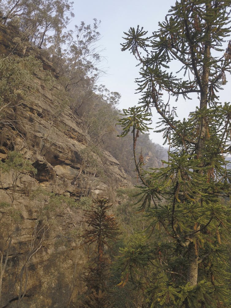 Backyard gardeners around the world are helping to save Australia's deeply ancient Wollemi pine