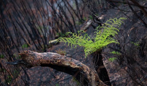Let's fix Australia's environment with any pandemic recovery aid – the Kiwis are doing it