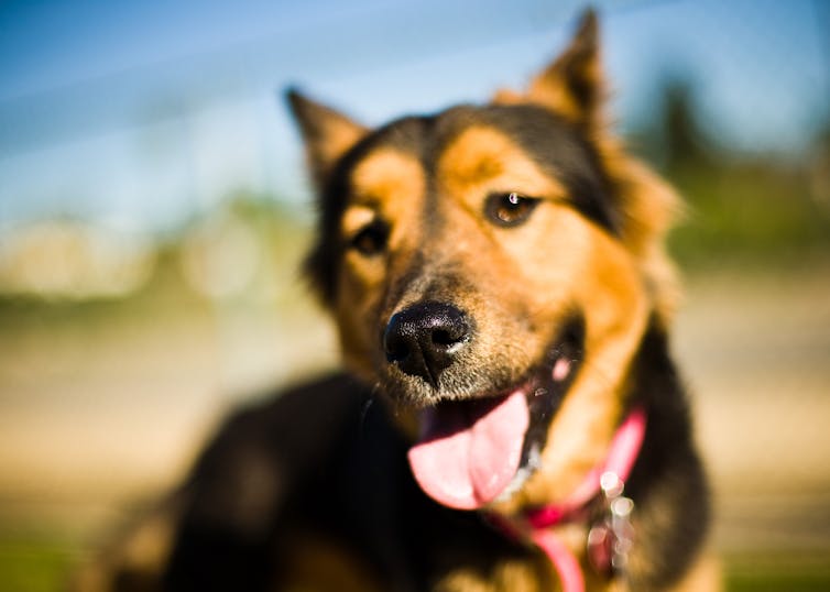 How far away can dogs smell and hear?