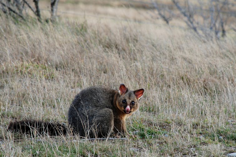 Let's fix Australia's environment with any pandemic recovery aid – the Kiwis are doing it