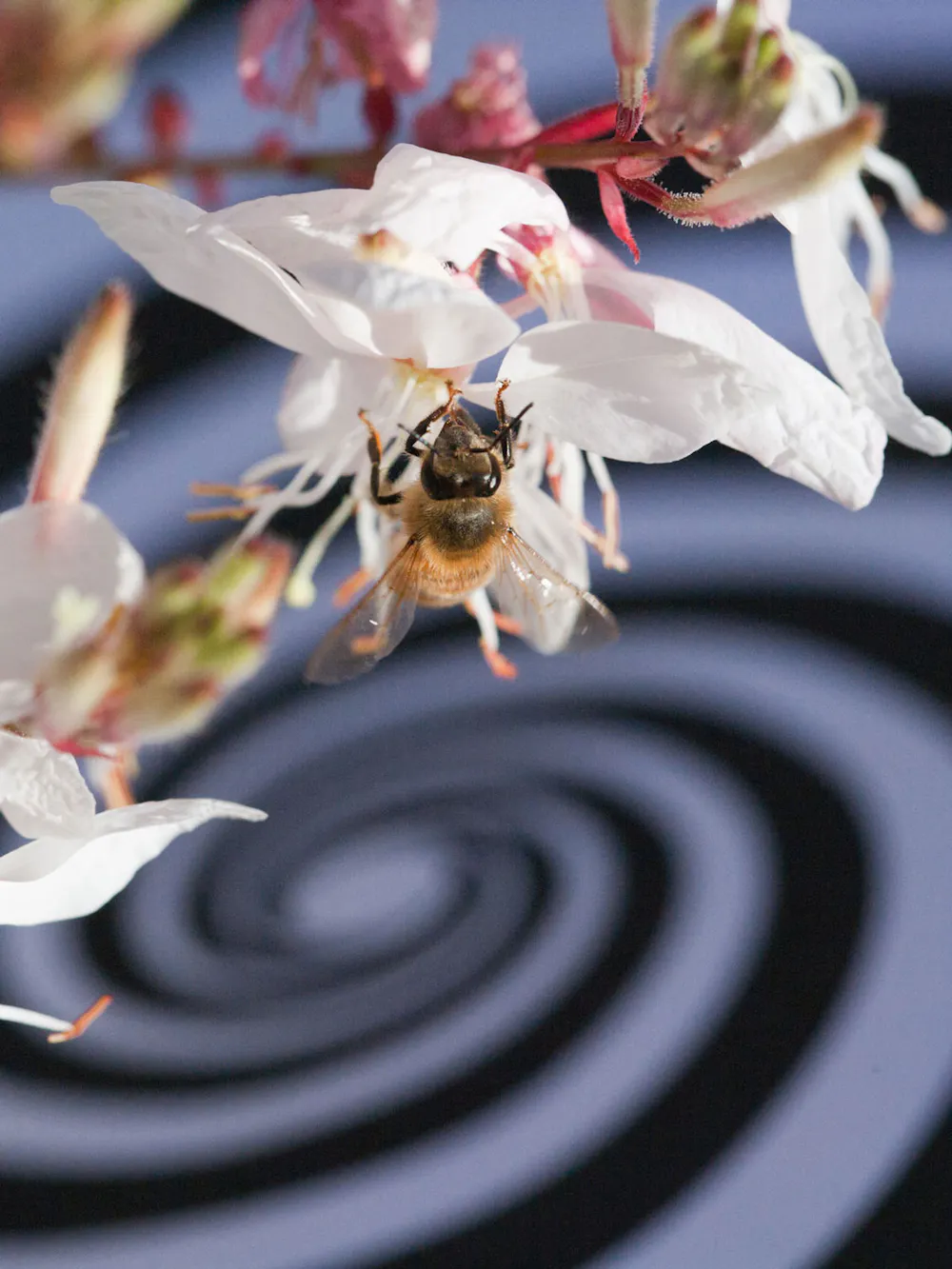 How to land safely on a vertical surface, bee-style