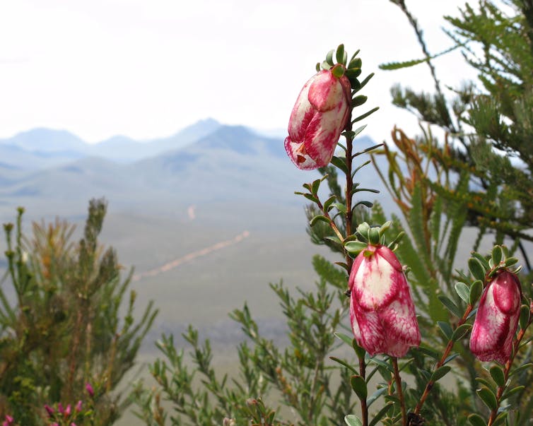 After last summer's fires, the bell tolls for Australia’s endangered mountain bells