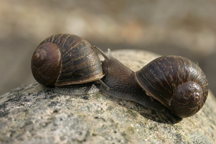 Conventional dextral garden snail on left and sinistral Jeremy on right (Photo: Angus Davison/University of Nottingham, Author provided)