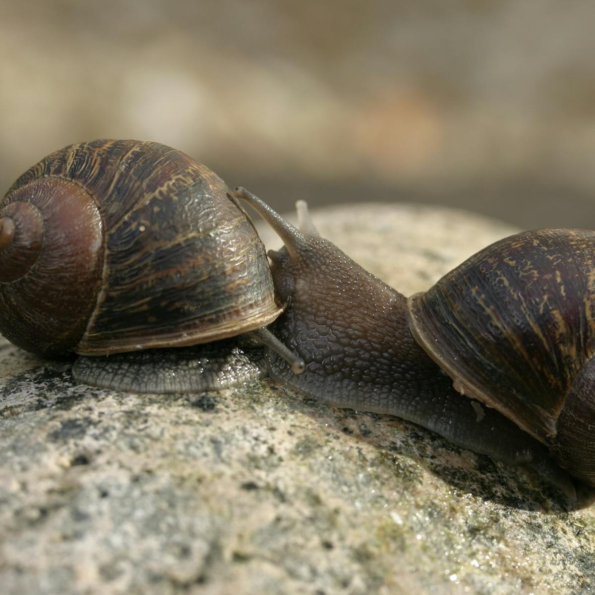 How Jeremy The Lonely Snail Showed That Two Lefts Make A Right