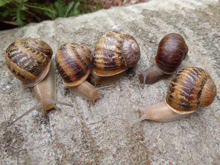 Jeremy (second from right) with his left-coiled potential mates