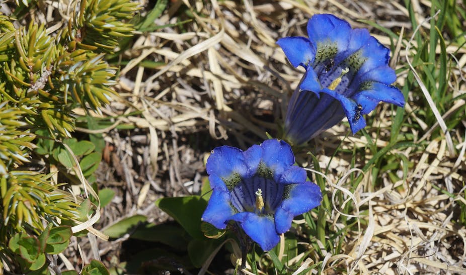 Ce qui pousse les plantes à fleurir