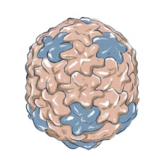 Ilustración del fago Φ29 o bacteriófago Φ29 (phi29). Wikimedia Commons
