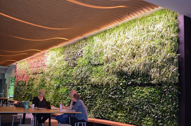 here's how green roofs and walls can flourish in Australia