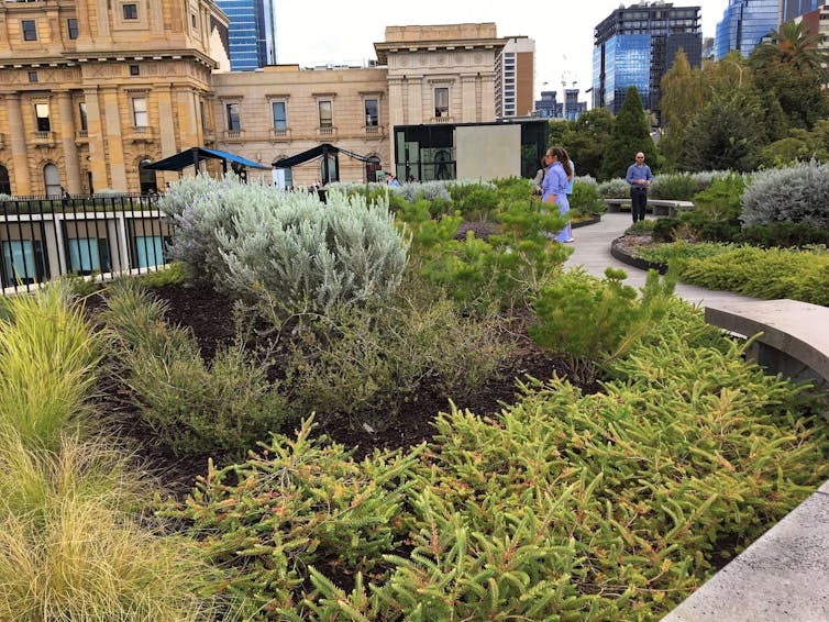 here's how green roofs and walls can flourish in Australia