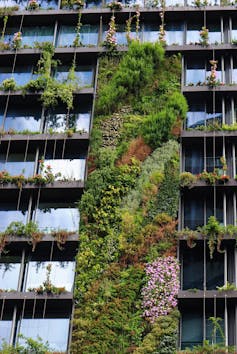 here's how green roofs and walls can flourish in Australia