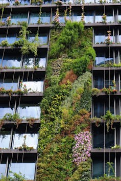 Greening our grey cities: here's how green roofs and walls can flourish in Australia