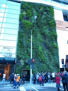 Greening our grey cities: here's how green roofs and walls can flourish in Australia