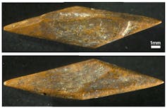 48,000-year-old arrowheads reveal early human innovation in the Sri Lankan rainforest