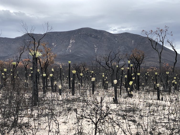 After last summer's fires, the bell tolls for Australia’s endangered mountain bells