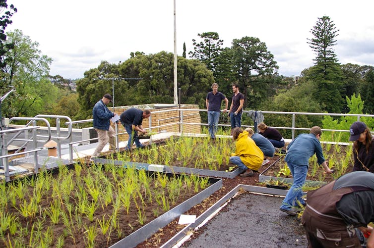 Greening our grey cities: here's how green roofs and walls can flourish in Australia