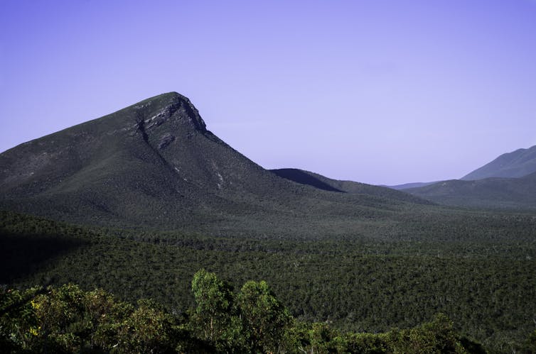 After last summer's fires, the bell tolls for Australia’s endangered mountain bells