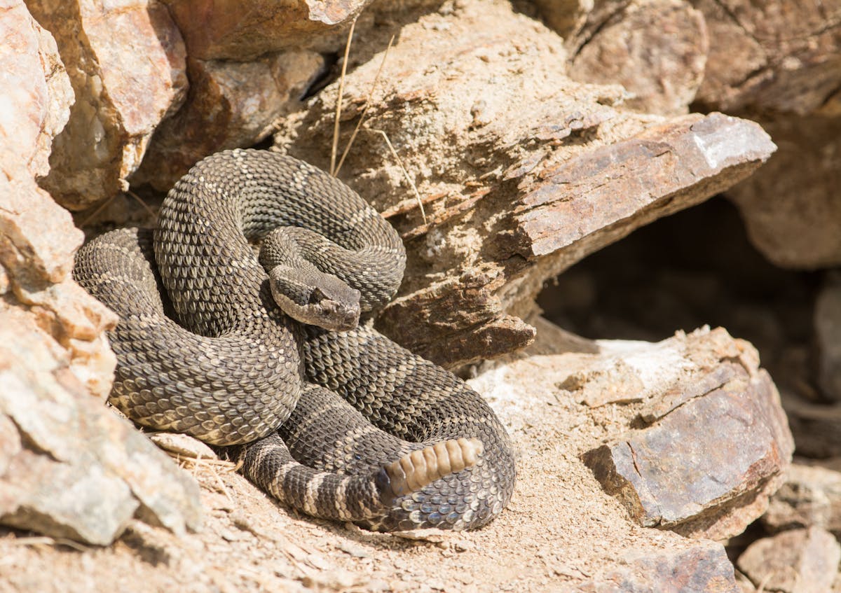 Rattlesnakes in Culture: How These Snakes Are Viewed in Different Societies