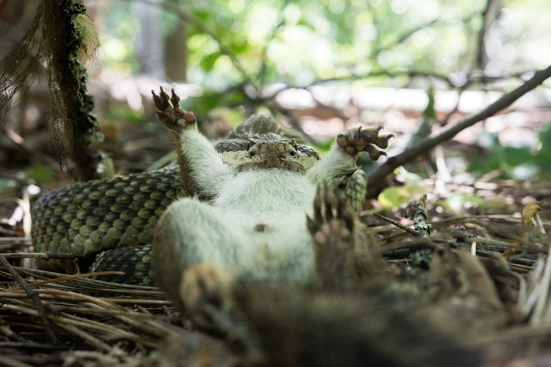 Rattlesnakes On A Plain: How Cars, Pollution And Suburbia Threaten ...