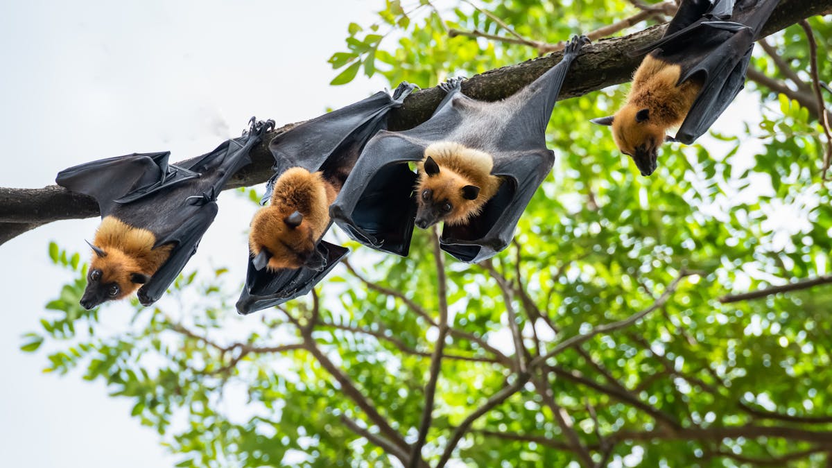 Bats Are Hosts To A Range Of Viruses But Don T Get Sick Why