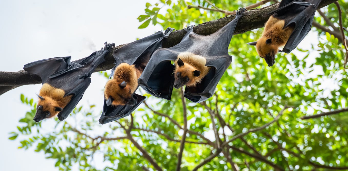 Bats Are Hosts To A Range Of Viruses But Don T Get Sick Why