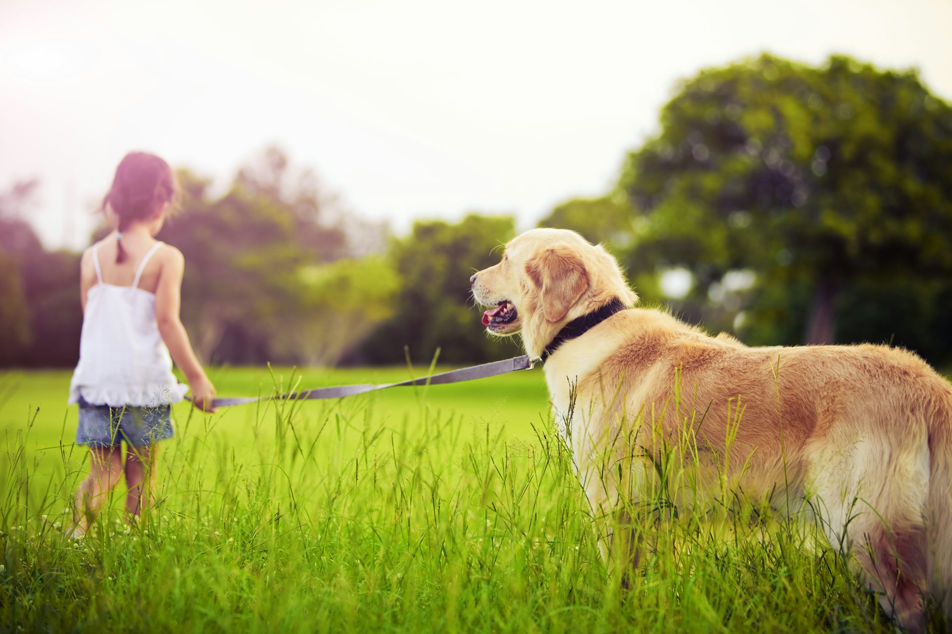 how far away can a male dog smell a female in heat