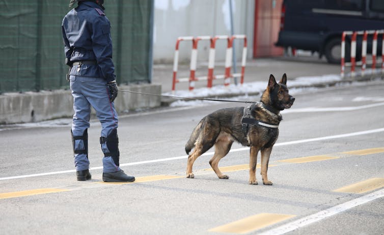 How far away can dogs smell and hear?