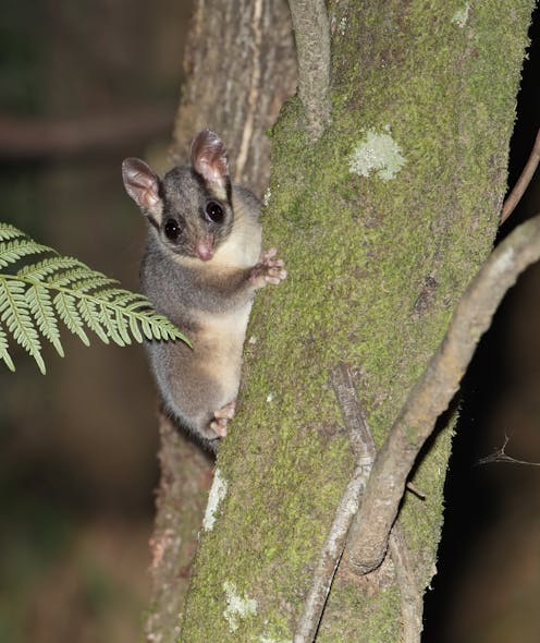 We modelled the future of Leadbeater’s possum habitat and found bushfires, not logging, pose the greatest threat