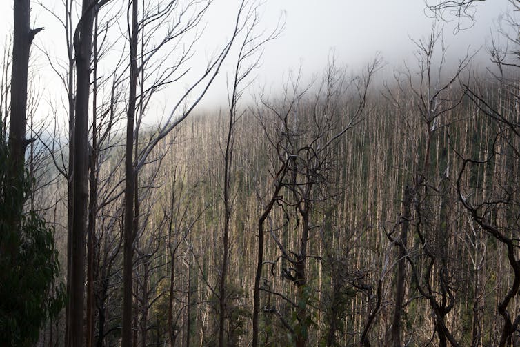 We modelled the future of Leadbeater’s possum habitat and found bushfires, not logging, pose the greatest threat