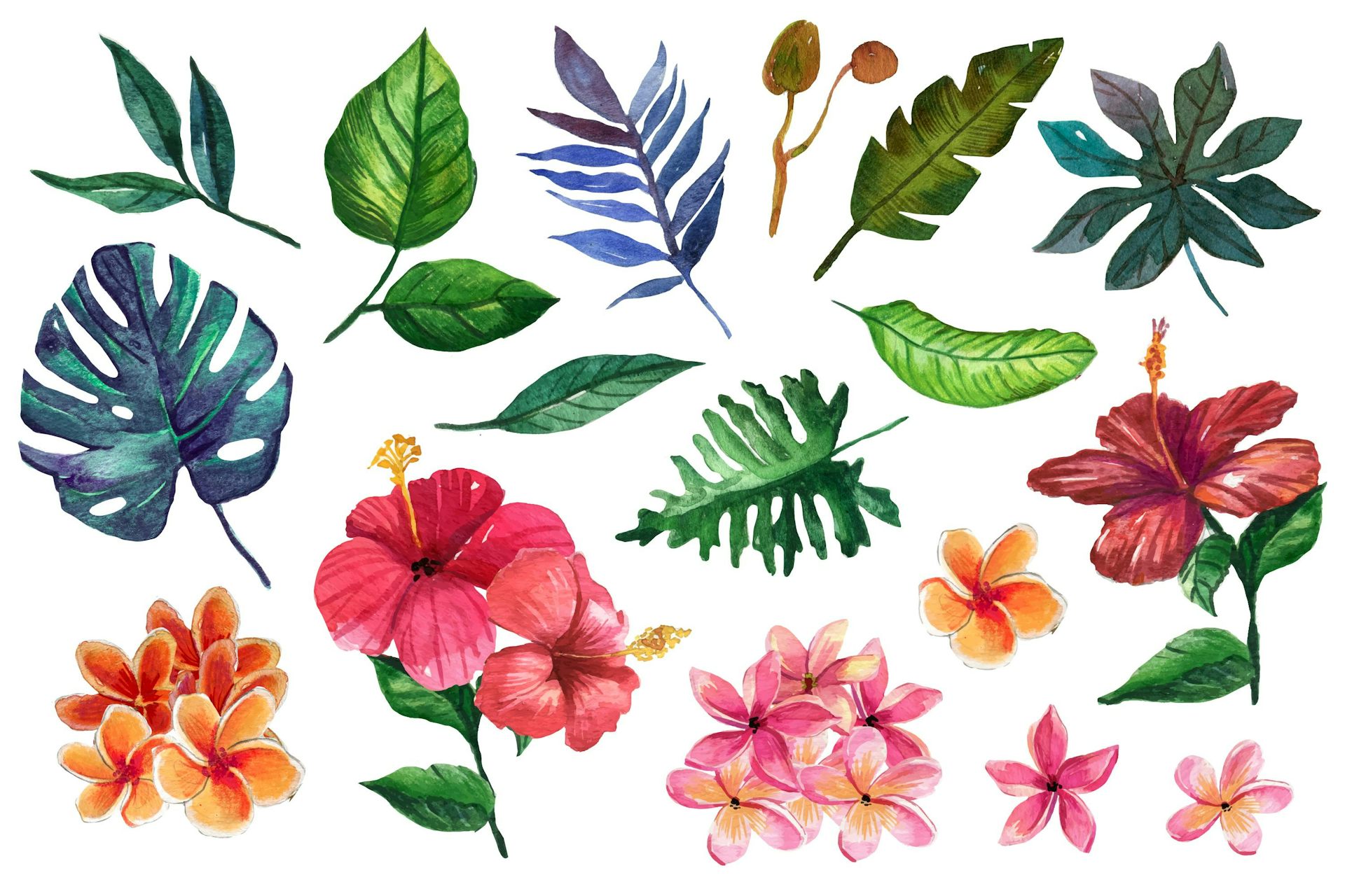 Emmy, 5 ans :  Comment choisit-on le nom d'une plante ?