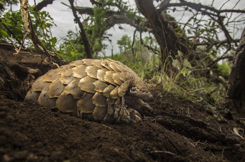 El pangolín es uno de los animales del mundo con el que más se trafica, y además ahora se le vincula con la pandemia del coronavirus.