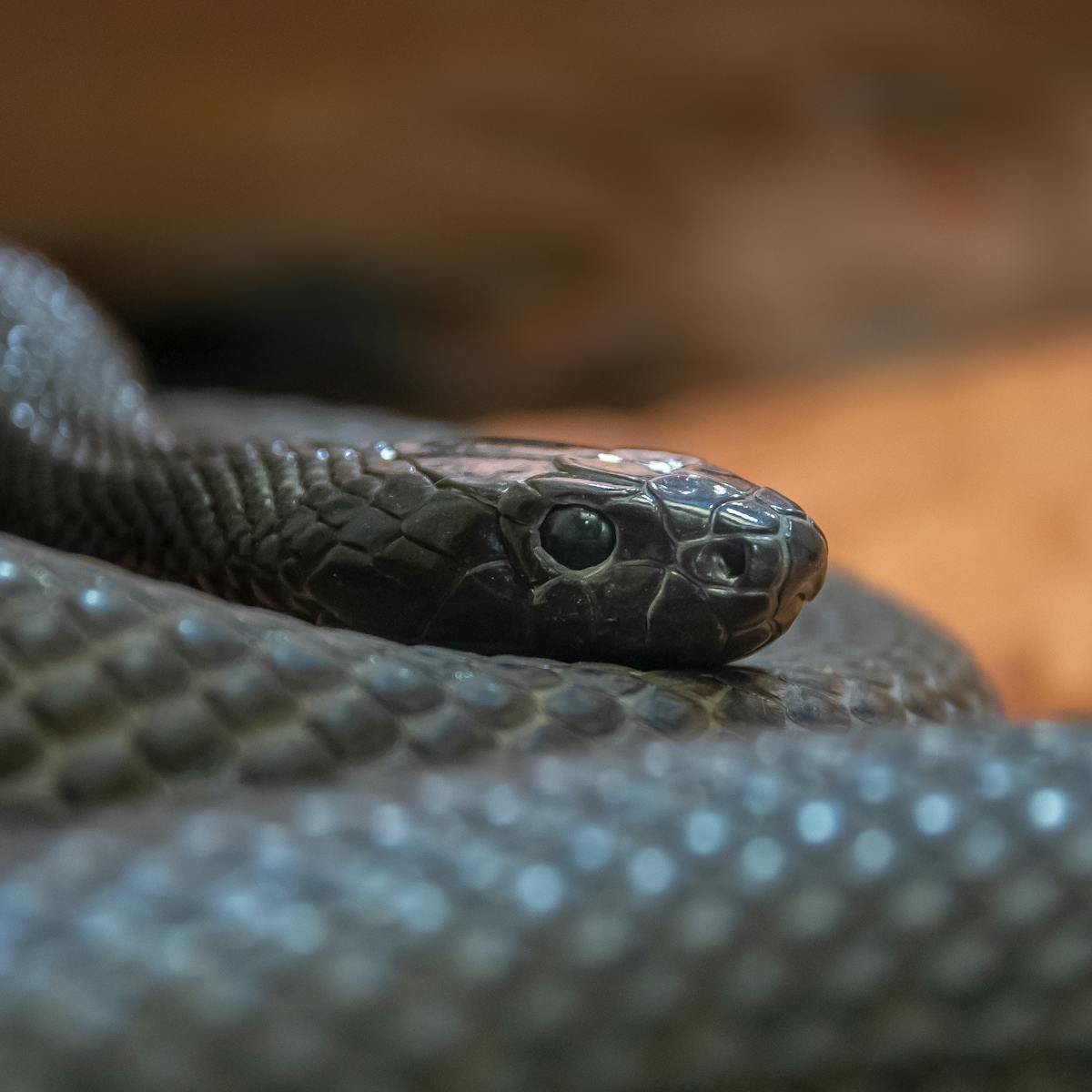Curious Kids Why Do So Many Dangerous Animals Live In Australia