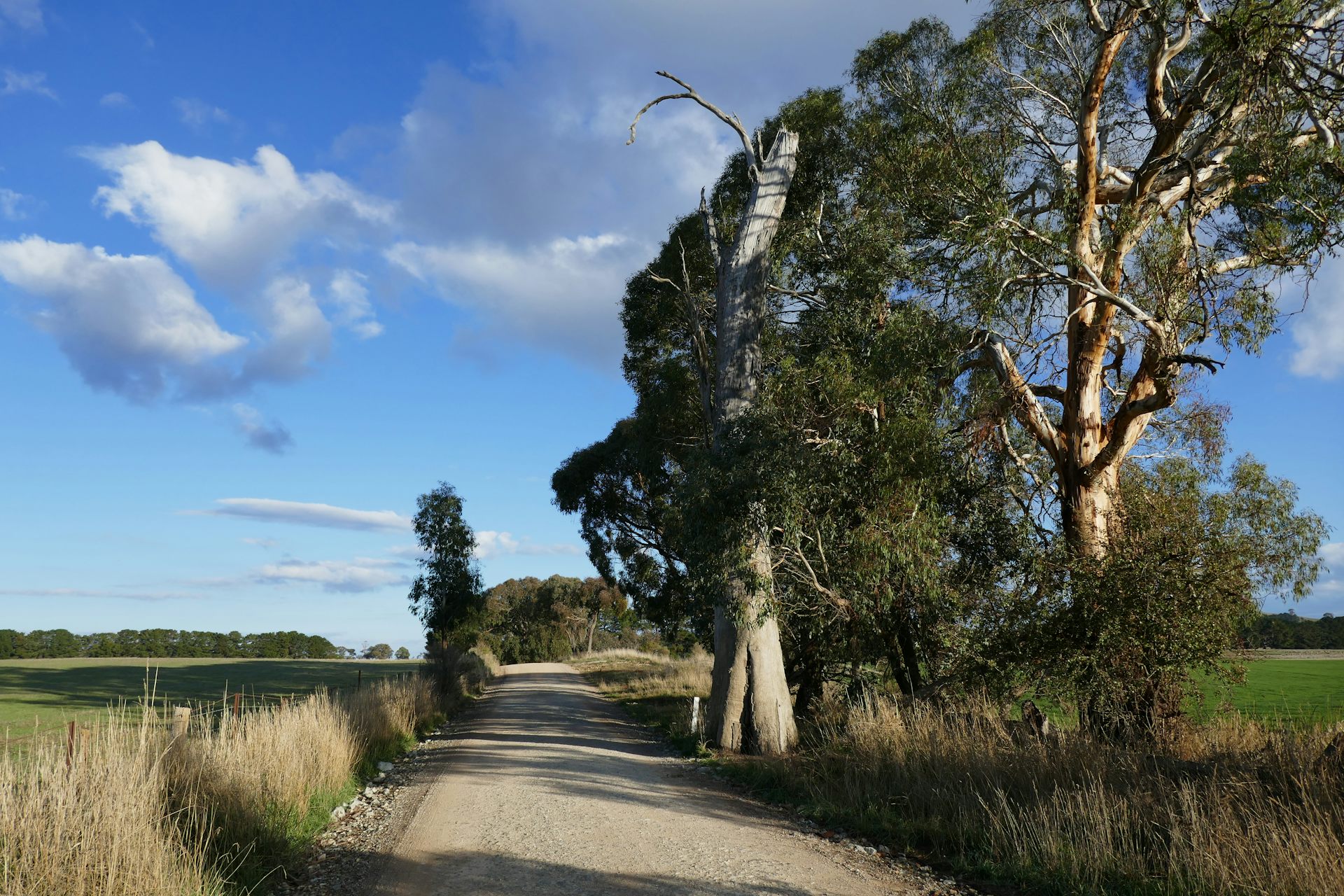How a stone wedged in a gum tree shows the resilience of Aboriginal culture in Australia