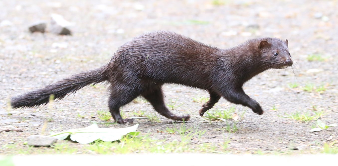 Invasive species threaten most protected areas across the world - new study