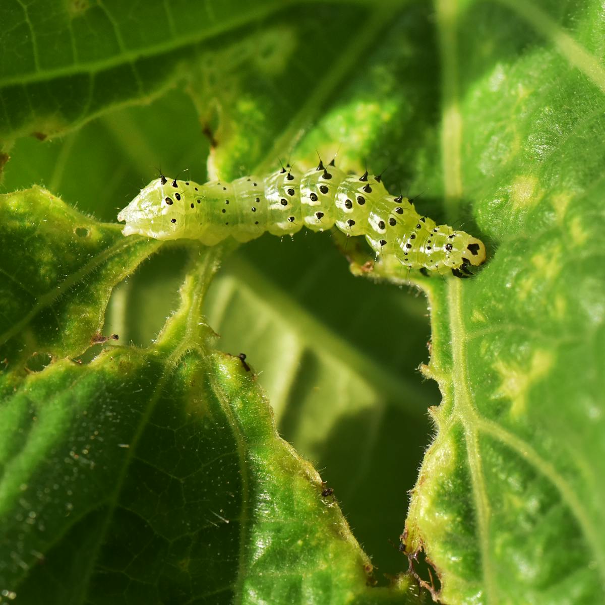 How very hungry caterpillars grow and grow and don't get sick
