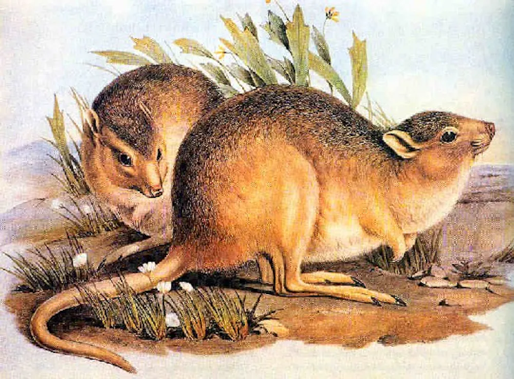 Invasive Rats Australia Invasive species threaten most protected areas across the world - new study