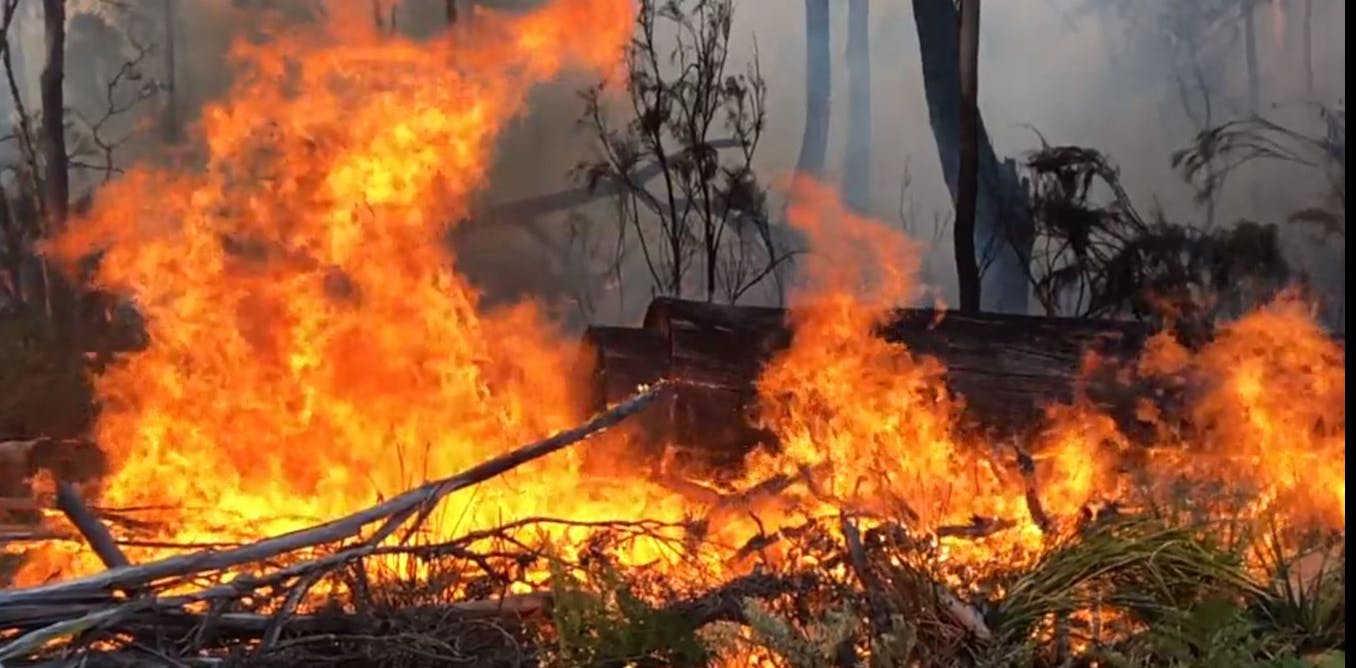 How Did The Australia Fires Start Causes Of The Bushfires Explained