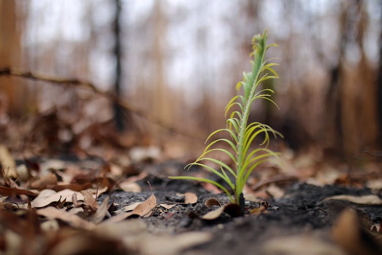 It's 12 months since the last bushfire season began, but don't expect the same this year