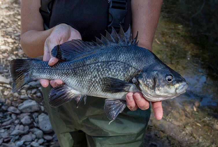 Before and after: see how bushfire and rain turned the Macquarie perch's home to sludge
