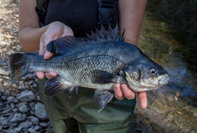 see how bushfire and rain turned the Macquarie perch's home to sludge
