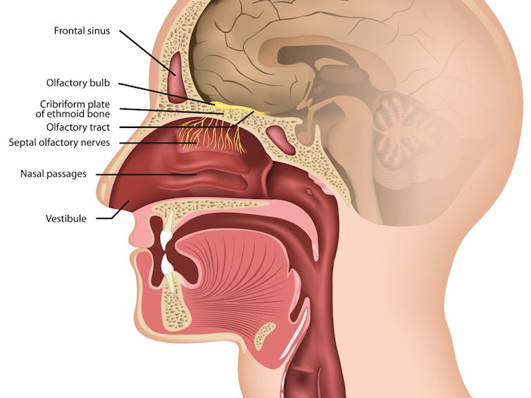 Location of the olfactory bulb. medicalstocks/Shutterstock