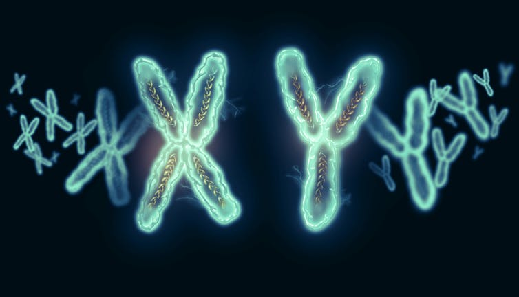 ¿Por qué las mujeres resisten mejor el coronavirus? La respuesta puede estar en el cromosoma X ¿Por qué las mujeres resisten mejor el coronavirus? La respuesta puede estar en el cromosoma X