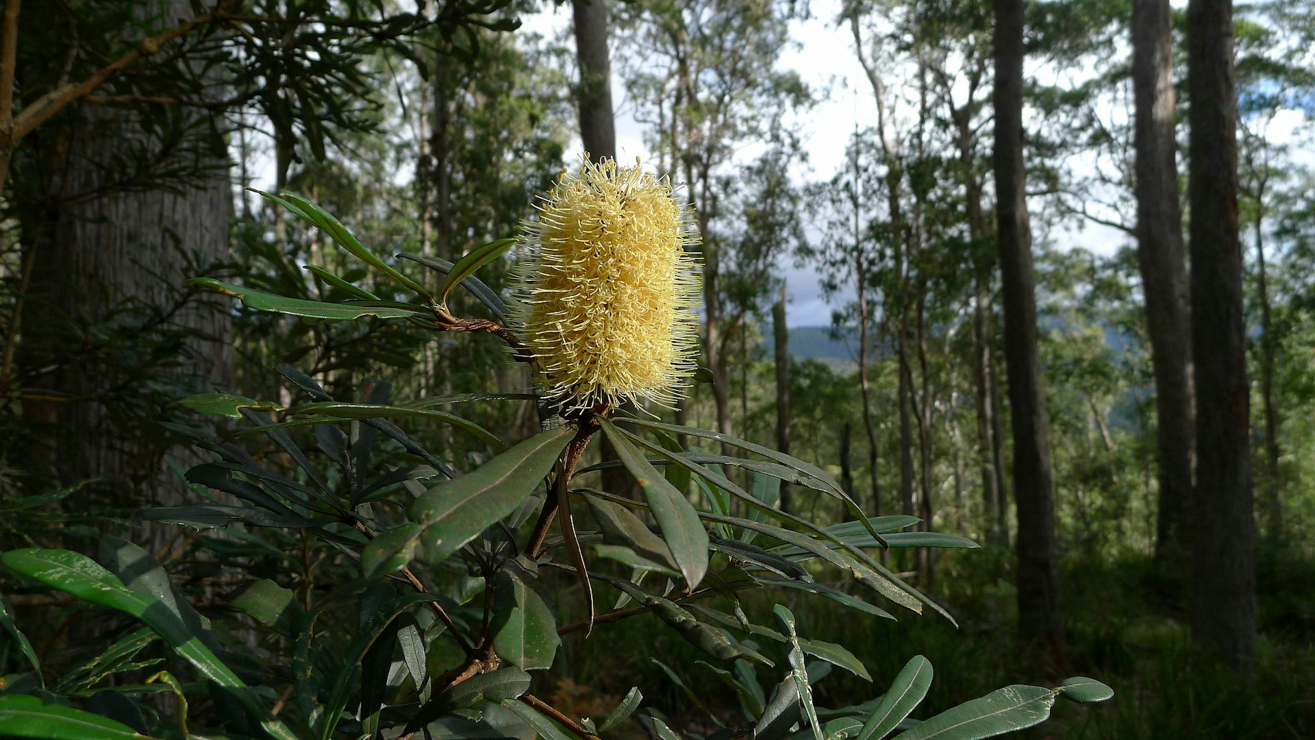 The coastal banksia has its roots in ancient Gondwana – Banish