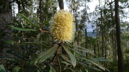The coastal banksia has its roots in ancient Gondwana