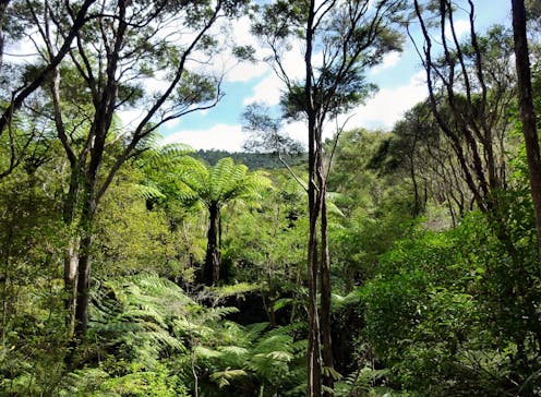 Planting non-native trees accelerates the release of carbon back into the atmosphere