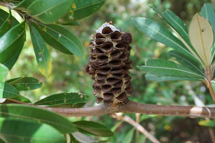 The coastal banksia has its roots in ancient Gondwana