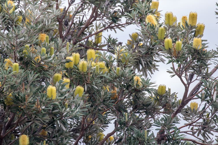 The coastal banksia has its roots in ancient Gondwana