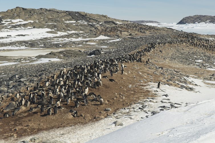 Australia wants to build a huge concrete runway in Antarctica. Here's why that's a bad idea