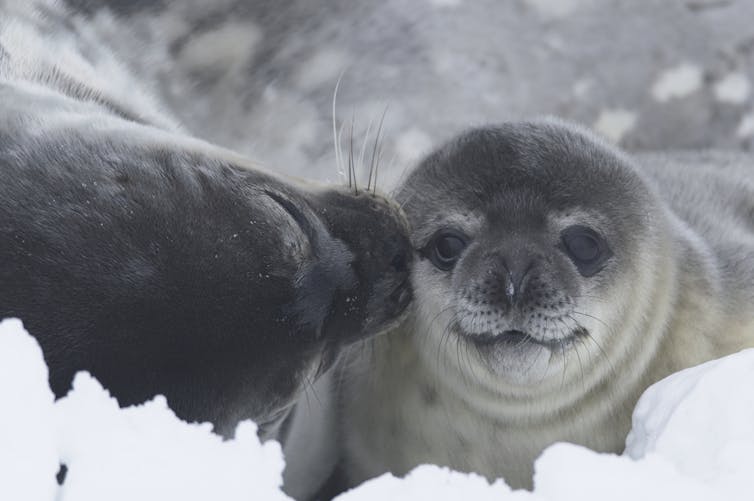 Australia wants to build a huge concrete runway in Antarctica. Here's why that's a bad idea